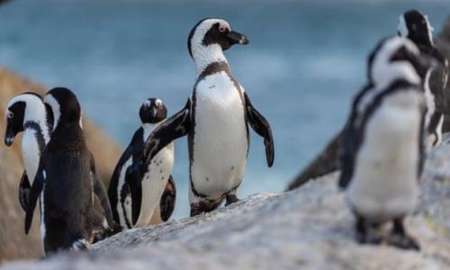 مرگ ۶۳ پنگوئن در معرض انقراض بر اثر زنبورگزیدگی در آفریقا جنوبی