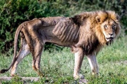 احتضار و وضعیت نگران کننده یک شیر در باغ وحش ساری به علاوه فیلم