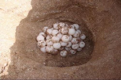 آغاز فصل تخم گذاری لاک پشت سبز دریایی در سواحل مکران