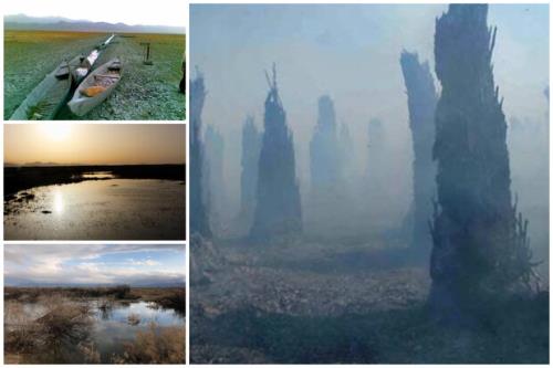 تاثیر خشكی بختگان بر بزرگترین انجیرستان دیم جهان