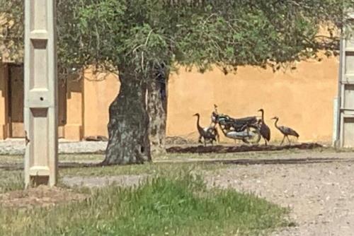 درنای زخمی بعد از تیمار با خانواده نزد ناجی خود برگشت