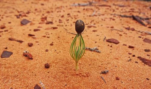 تأثیر منفی آلودگی صوتی بر موجودات بدون گوش