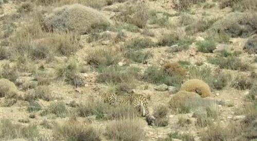 مشاهده یك قلاده پلنگ در ارتفاعات فیروزكوه