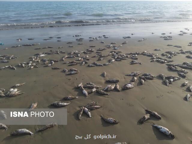 مشاهده لاشه گربه ماهیان در ساحل شهرستان جاسك