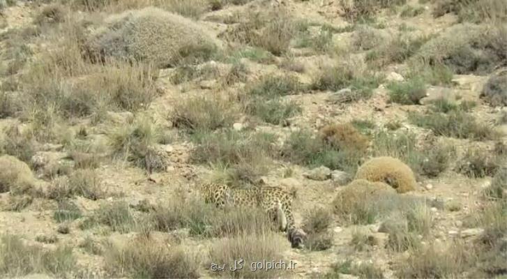 مشاهده یك قلاده پلنگ در ارتفاعات فیروزكوه
