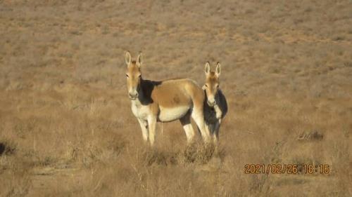 مخاطرات كمبود علوفه حیات وحش