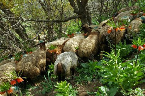 منطقه حفاظت شده ای كه حفاظت نمی گردد