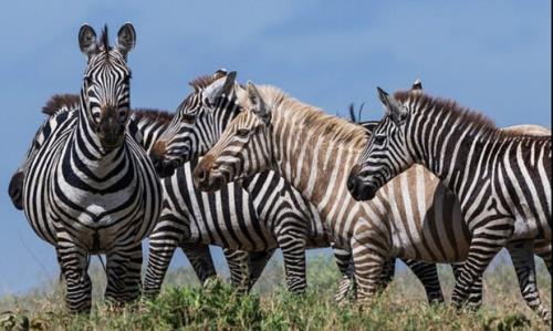 علت مرگ گورخر آفریقایی در دست بررسی می باشد