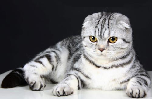 گربه اسكاتیش