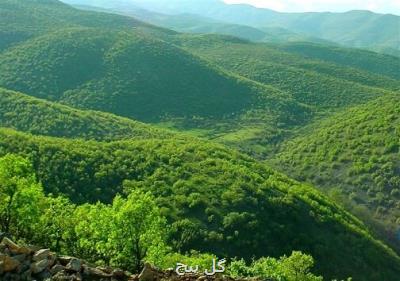 محكومیت متصرفان منابع طبیعی به كاشت ۱۰۵۰۰ نهال جنگلی