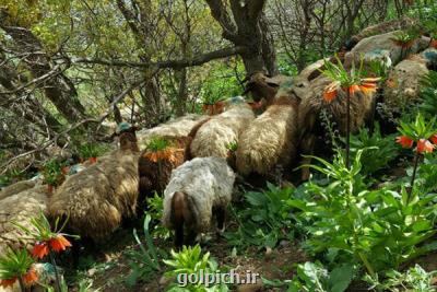 منطقه حفاظت شده ای كه حفاظت نمی گردد