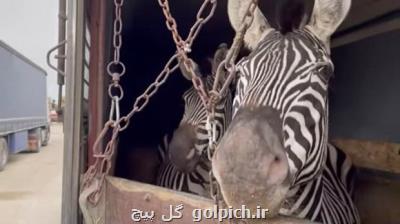 دومین گورخر باغ وحش صفادشت تلف شد