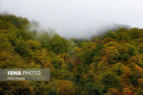 هفت تاثیر حیاتی جنگلها بر زندگی انسان