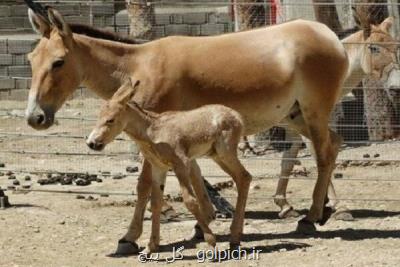 اولین گورخر بعد از ۳۵ سال در پارك ملی كویر به دنیا آمد