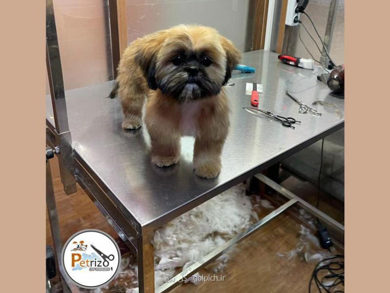 خرید گربه بریتیش