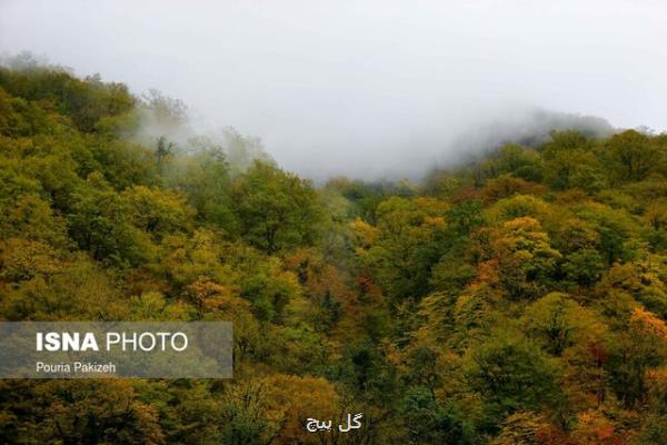 هفت تاثیر حیاتی جنگلها بر زندگی انسان