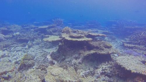 دیواره بزرگ مرجانی در لیست میراث طبیعی در معرض خطر