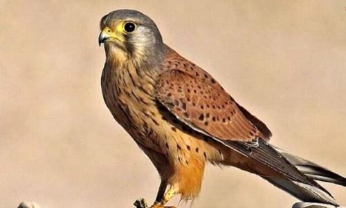 کشف ۶ بهله پرنده شکاری از متخلفین در استان تهران