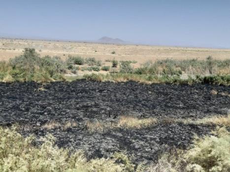 آتش بی اعتنایی به جان نیزارهای گاوخونی