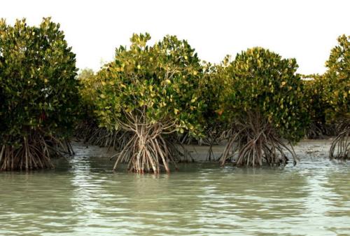 از حرا تا مانگرو هفت نکته درباره جنگل های خلیج فارس و دریای عمان