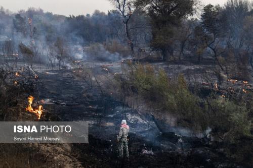 آتش در سایت گوزن زرد ایرانی