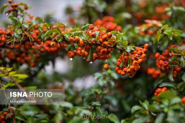 احتمال بارش پراکنده در ارتفاعات تهران