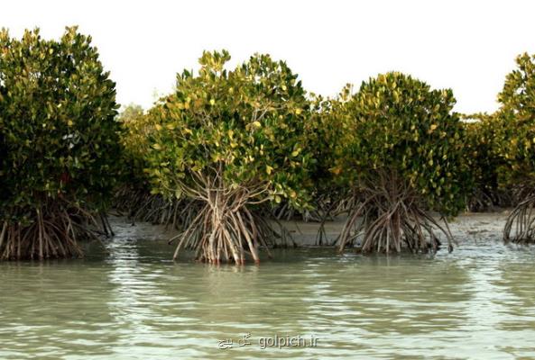 از حرا تا مانگرو هفت نکته درباره جنگل های خلیج فارس و دریای عمان