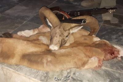 دستگیری شبانه ۳ شکارچی بدون مجوز در ساران
