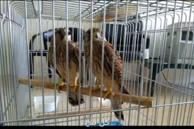 تحویل چهار بهله پرنده شکاری به محیط زیست