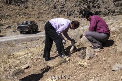 موردی از بیماری طاعون نشخوارکنندگان در خوزستان گزارش نشد