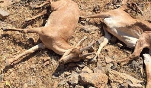 خسارت های اقتصادی و زیست محیطی طاعون نشخوارکنندگان برای کشور