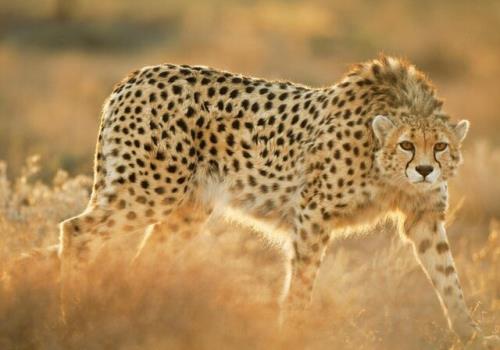 مالچ پاشی کیلومترها دورتر از زیستگاه یوز ایرانی انجام می شود