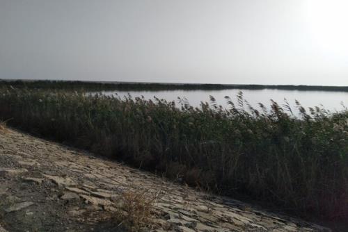 وضعیت نابسامان فاضلاب در گناوه