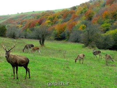 جنگل فندقلو بعنوان پناهگاه حیات وحش اردبیل