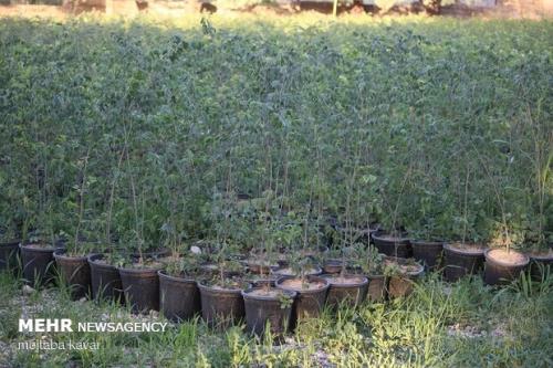 توزیع و غرس 1 و سه دهم میلیون اصله نهال در استان مرکزی