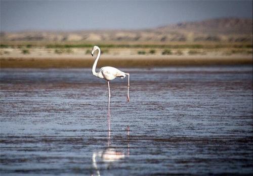 اختصاص بودجه به تالاب های پریشان وبختگان