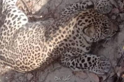 لاشه یک قلاده پلنگ در کلاله کشف شد