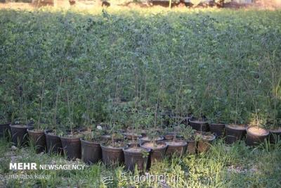 توزیع و غرس 1 و سه دهم میلیون اصله نهال در استان مرکزی