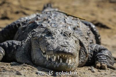 احتمال رفتارهای پرخطر گاندوها در فصل بارش های زمستانی وجود دارد