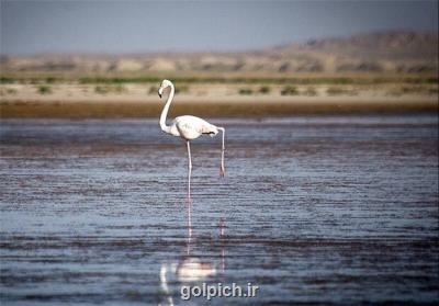 اختصاص بودجه به تالاب های پریشان وبختگان