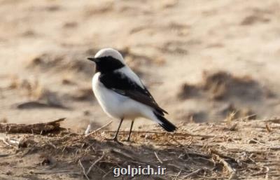 تنوع پرندگان پناهگاه حیات وحش یخاب به ۱۱۷ گونه افزوده شد