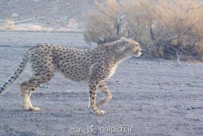 جایزه منوچهری دامغانی با رویکرد محیط زیست طراحی می شود