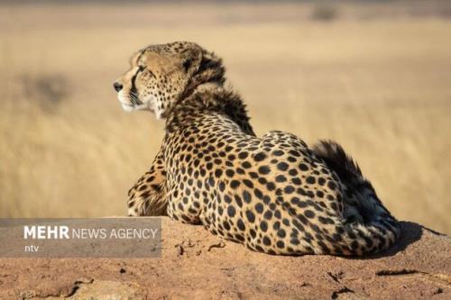 زیست 20 یوزپلنگ در استان سمنان