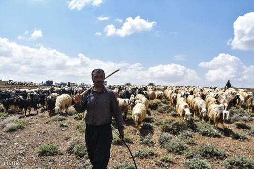 ارز ترجیحی برداشته شود فشار بر مراتع چندین برابر می شود