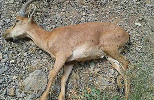 طاعون نشخوارکنندگان کوچک در تهران مشاهده نشده است