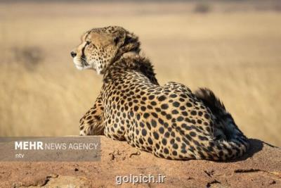 زیست 20 یوزپلنگ در استان سمنان