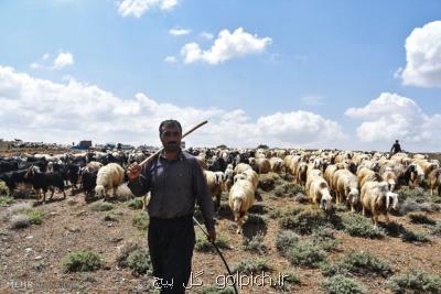 ارز ترجیحی برداشته شود فشار بر مراتع چندین برابر می شود