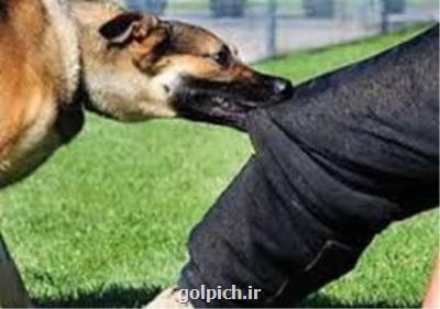 عدم درمان بموقع، علت ۲ فوتی ناشی از هاری در تهران