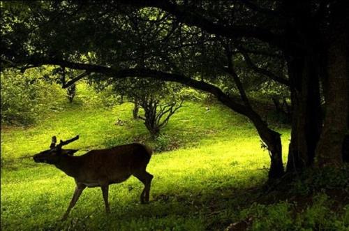 346 گونه جانوری وحشی در آذربایجان شرقی وجود دارد