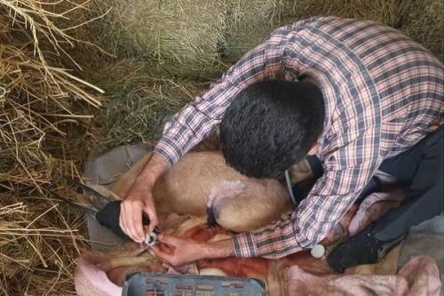 اولین عمل سزارین موفق جبیر در پارک ملی دریایی نای بند